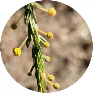 Acacia conferta - 