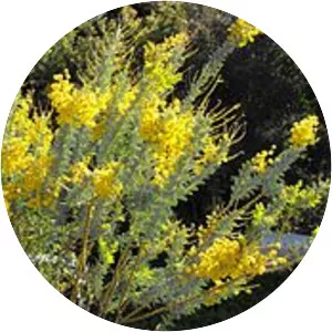 Acacia cultriformis - 