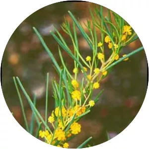 Acacia cupularis - 