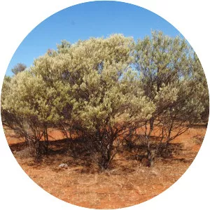 Acacia cuthbertsonii - 