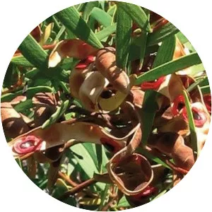 Acacia cyclops