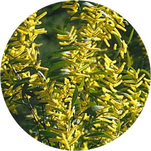 Acacia dallachiana - 