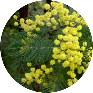 Acacia dealbata