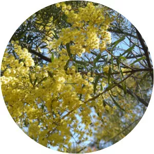 Acacia decora - 