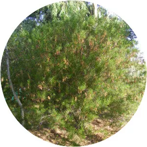 Acacia dodonaeifolia - 