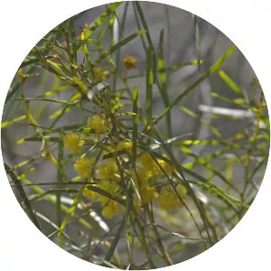 Acacia elongata - 