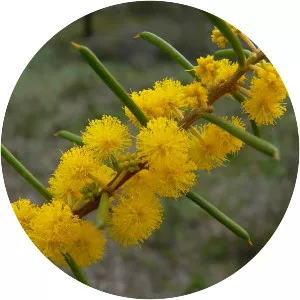Acacia enterocarpa - 