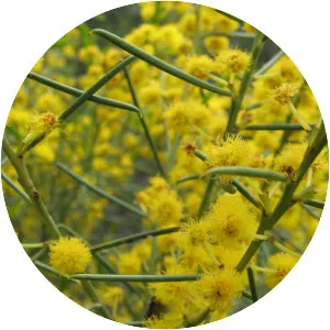 Acacia euthycarpa - 