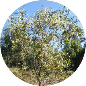Acacia falcata - 