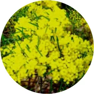 Acacia fimbriata - 