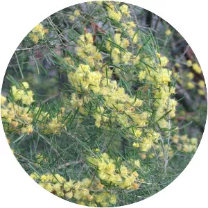 Acacia flexifolia