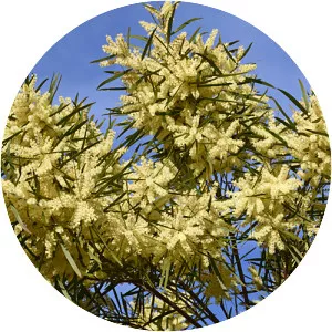 Acacia floribunda - 