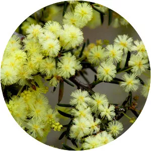 Acacia genistifolia - 