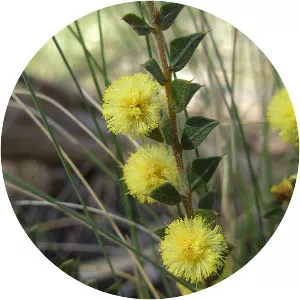 Acacia gunnii - 