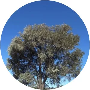 Acacia harpophylla - 