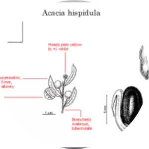 Acacia hispidula