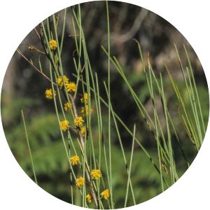 Acacia juncifolia - 