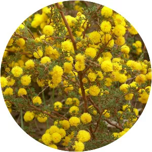 Acacia lasiocarpa - 