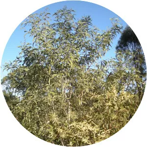 Acacia leiocalyx - 