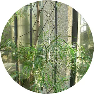 Acacia leprosa - 