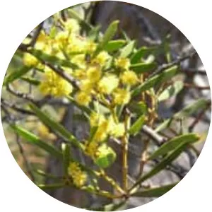 Acacia ligulata - 