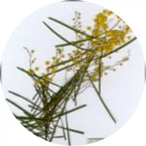 Acacia linearifolia - 