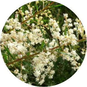 Acacia linifolia - 