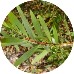 Acacia longifolia - 