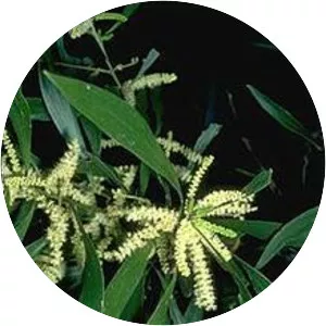 Acacia maidenii - 
