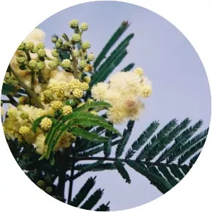 Acacia mearnsii - 