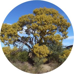 Acacia murrayana - 