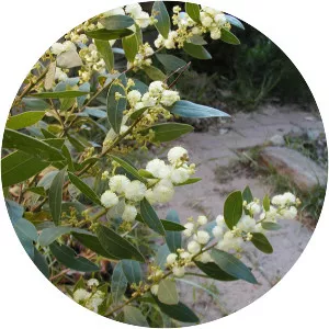 Acacia myrtifolia - 