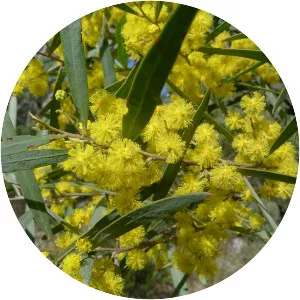 Acacia neriifolia