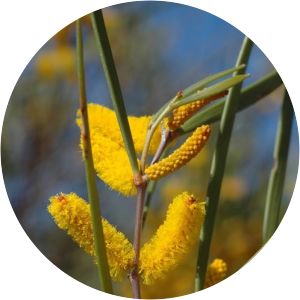 Acacia neurophylla - 