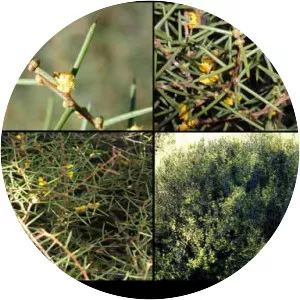 Acacia nyssophylla - 