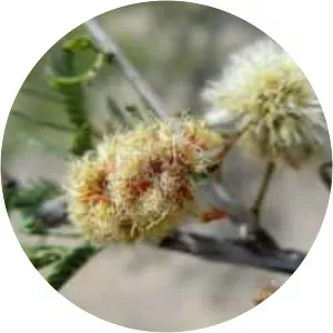 Acacia occidentalis - 