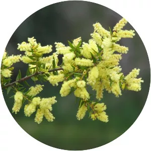Acacia oxycedrus - 
