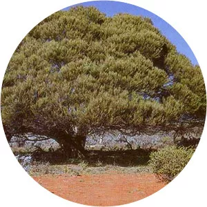 Acacia papyrocarpa - 
