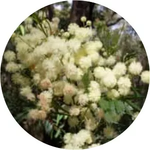 Acacia parramattensis - 