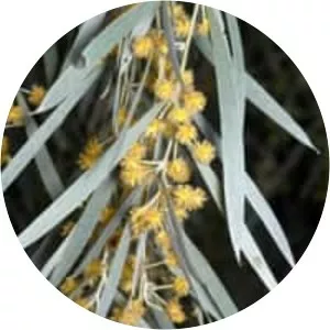 Acacia pendula