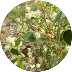 Acacia penninervis - 