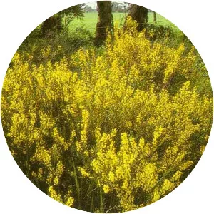 Acacia pinguifolia - 