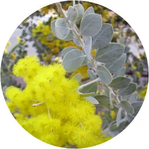 Acacia podalyriifolia