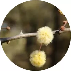 Acacia praecox