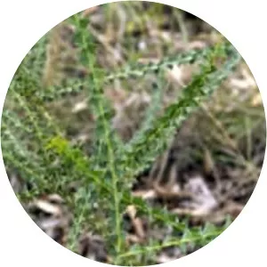Acacia pravissima - 