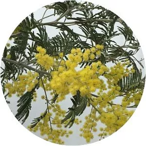 Acacia - Plants