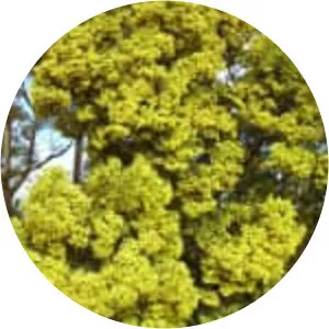 Acacia prominens