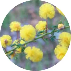 Acacia pulchella - 