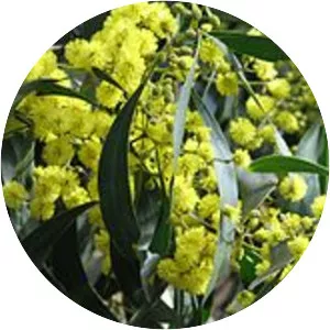 Acacia pycnantha