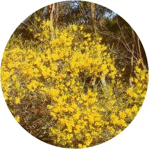 Acacia rhetinocarpa - 